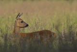 Roe deer - Ree