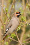 Bohemian Waxwing - Pestvogel