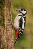 Woodpeckers - Spechten