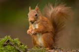 Red Squirrel - Eekhoorn