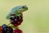 Treefrog - Boomkikker