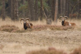 Mouflon - Moeflon