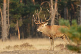 Red deer - Edelhert