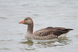 Graylag goose - Grauwe gans