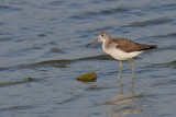 Common Greenshank - Groenpootruiter