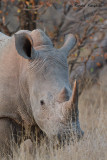 White Rhinoceros - Witte neushoorn