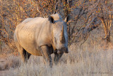 White Rhinoceros - Witte neushoorn