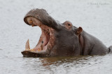 Hippopotamus - Nijlpaard
