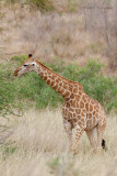 Giraffe - Giraffe