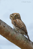 Pearlspotted owl - Geparelde dwerguil