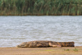 Nile crocodile - Nijlkrokodil
