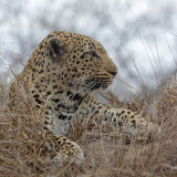 Leopard - Luipaard