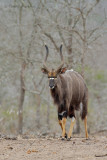 Nyala