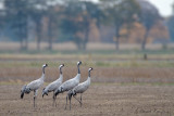 Common Crane - Kraanvogel