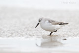 Sanderling - Drieteenstrandloper