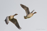 Pink-footed Goose - Kleine rietgans