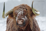 Highland cattle - Schotse hooglander