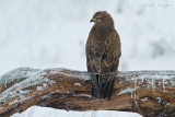 Buzzard - Buizerd