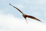 Red kite - Rode wouw 