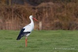 White stork - Ooievaar