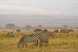 Amboseli , Kenia