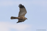 Western marsh harrier - Bruine kiekendief