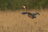 Purple heron - Purperreiger