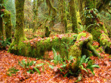 Hoh Rain Forest, Washington