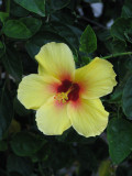 Hibiscus, Maui, Hawaii