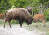 Buffalo, Yellowstone, Wyoming