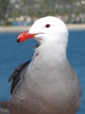Sea Gull, Santa Barbara, California
