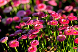 Flowers53.jpg