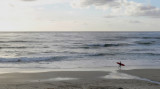 La Jolla Beach w- Surfer.jpg