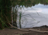 Lake with Reeds 2.jpg