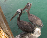 Avila Beach 2 Pelicans.jpg