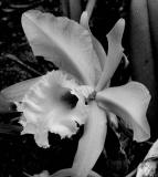 Orchid .jpg