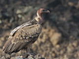 Ruppells Vulture, Fantelle lava field, Lake Beseka