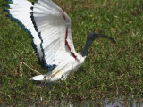 Sacred Ibis, Lake Ziway