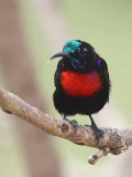 Scarlet-chested Sunbird, Axum