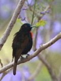 Scarlet-chested Sunbird, Axum