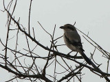 Southern Grey Shrike, Awash NP