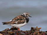Turnstone, Balcomie beach, Fife