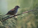 House Sparrow female, Dalyan, Turkey