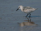 Sanderling, Iztuzu beach, Turkey