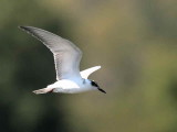 White-winged Black Tern, Caunos, Turkey