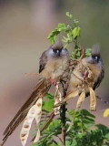 Speckled Mousebird, Axum