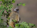 Speckled Mousebird, Axum