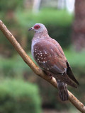 Speckled Pigeon, Axum