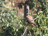Steppe Buzzard, Lake Langano