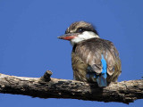 Striped Kingfisher, Lake Langano